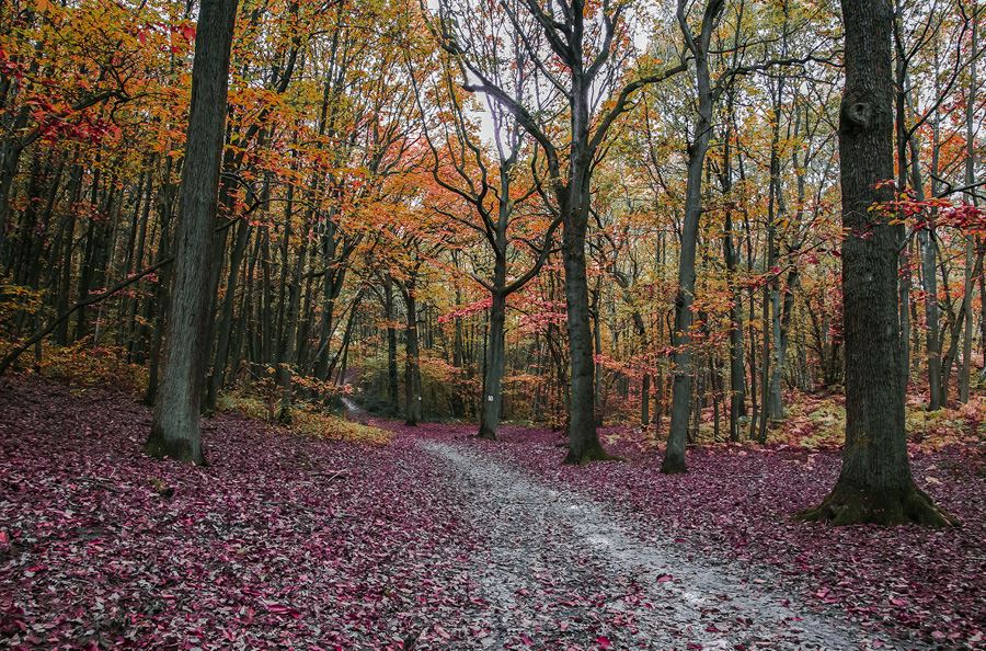 Image de la catégorie Broyeurs forestier