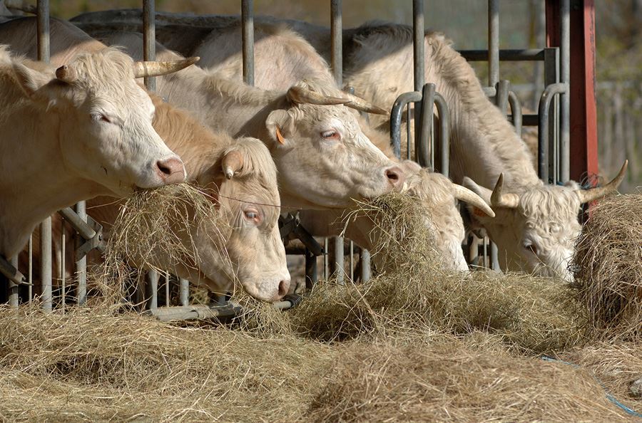 Image de la catégorie Rabot et broyeurs à lisier